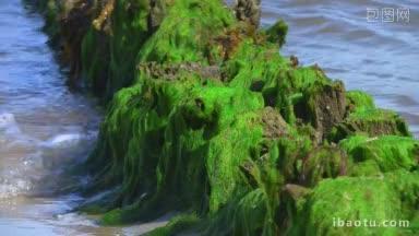 藻类